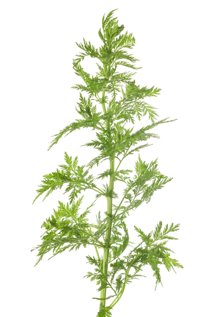 Artemisia Annua F R Hunde Katzen Gegen Parasiten Krankheiten