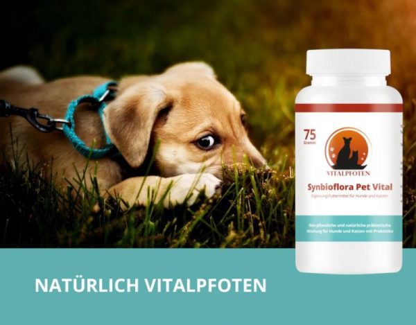 Synbioflora hund katze Probiotika Pulver