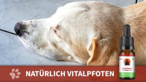 CBD-Öl in Bioqualität natürliche Wirkung für Hunde und Katzen bei Unruhe, Schmerzen, Entzündungen