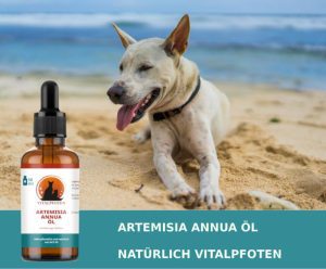 Artemisinin Artemisia Öl Hund Katze alkoholfrei