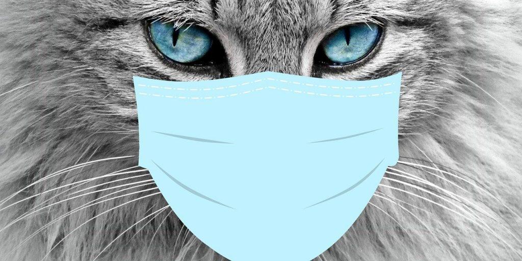 Allergien Katze Hund Allergie Pollen