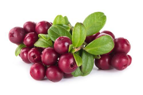 Cranberry-Extrakt in Vitalpfoten Harn und Blase Vital Kapseln als Naturheilmittel bei Blasenentzündung bei Hund/Katze