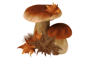 Pilze Vitalpilze Terpene