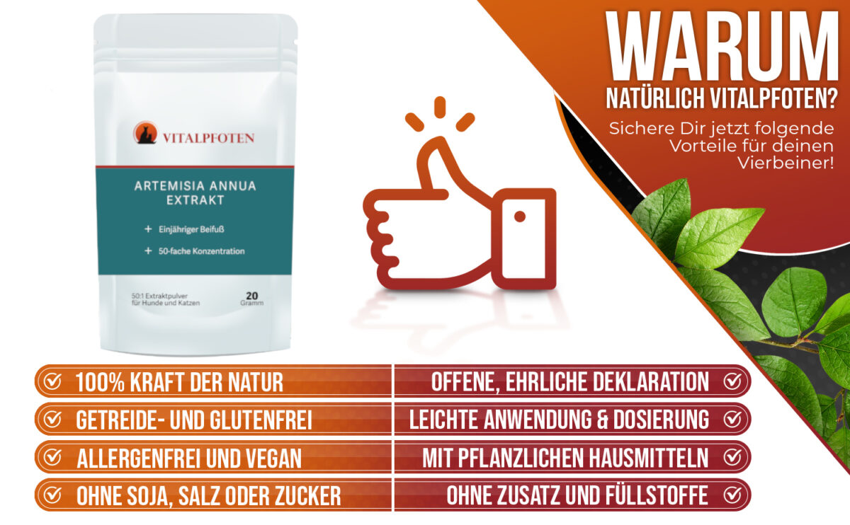 Artemisia Annua 50:1 Ratio Extrakt-Pulver 20g – Bild 4