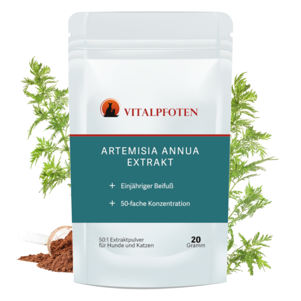 Artemisia Annua Hund Katze