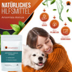Artemisia Annua 50:1 Ratio Extrakt-Pulver 20g – Bild 2