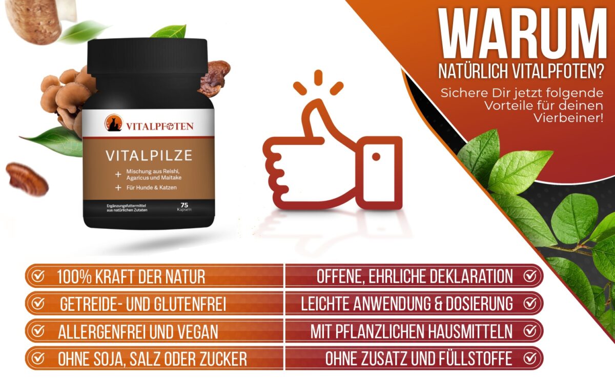 Vitalpilze Hund Katze Vorteile Heilpilze Hund Katze