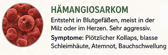 Hämangiosarkom Hund hat Krebs
